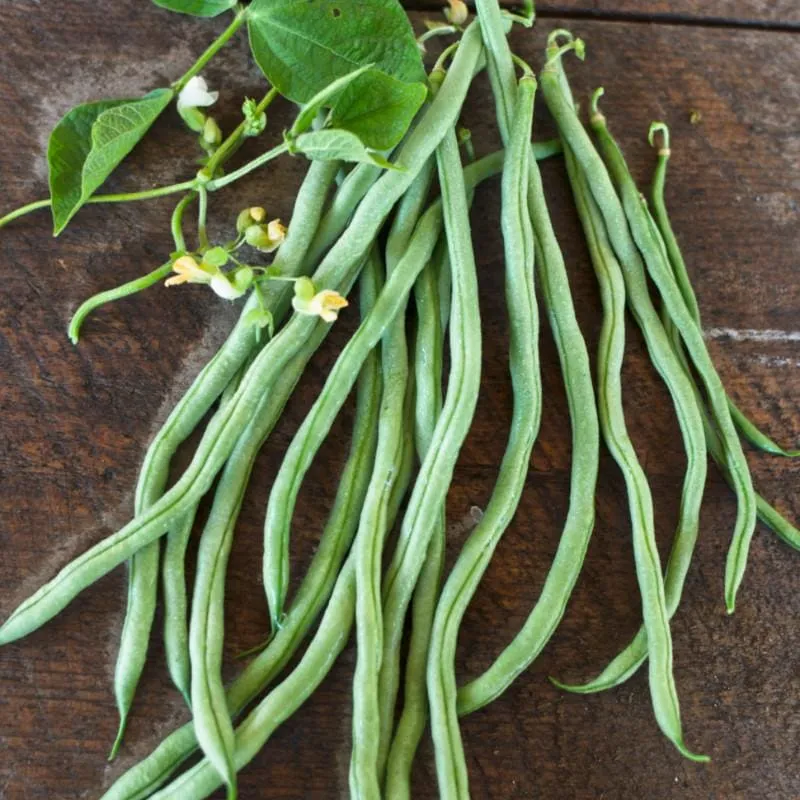 Fortex Pole Bean (60 Days)