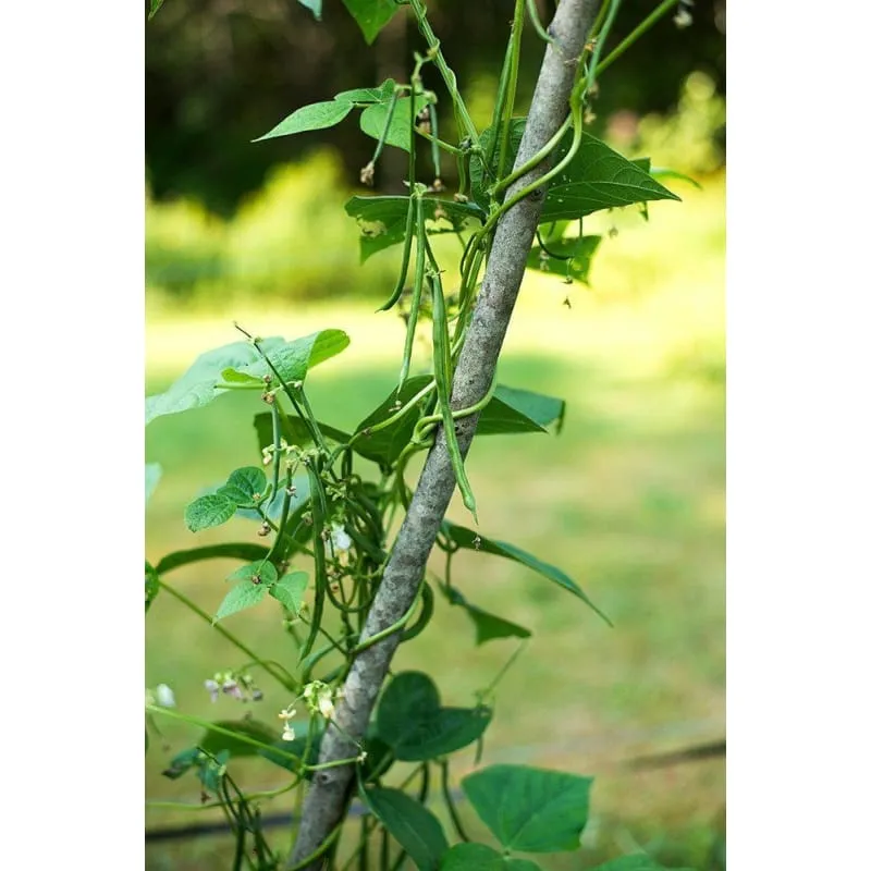 Fortex Pole Bean (60 Days)