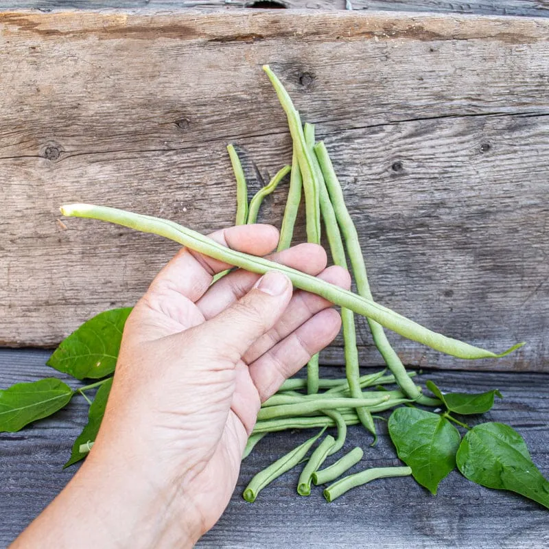 Fortex Pole Bean (60 Days)