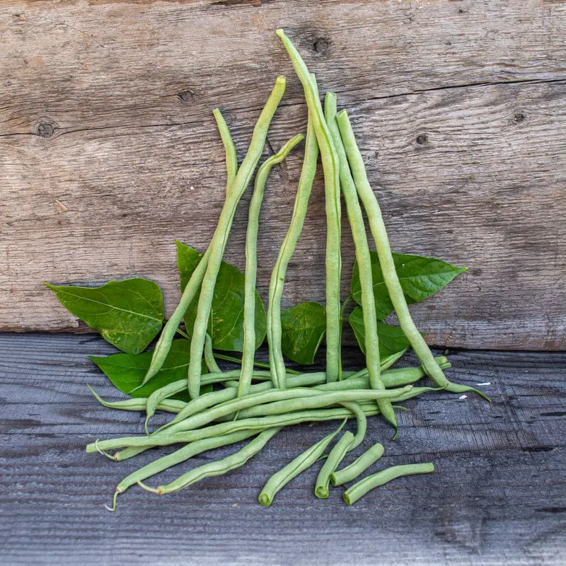 Fortex Pole Bean (60 Days)