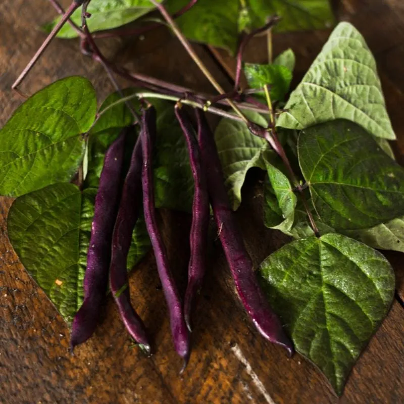 Purple Pod Pole Bean (Heirloom 70 Days)