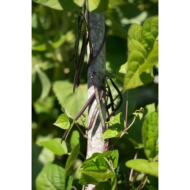 Purple Pod Pole Bean (Heirloom 70 Days)