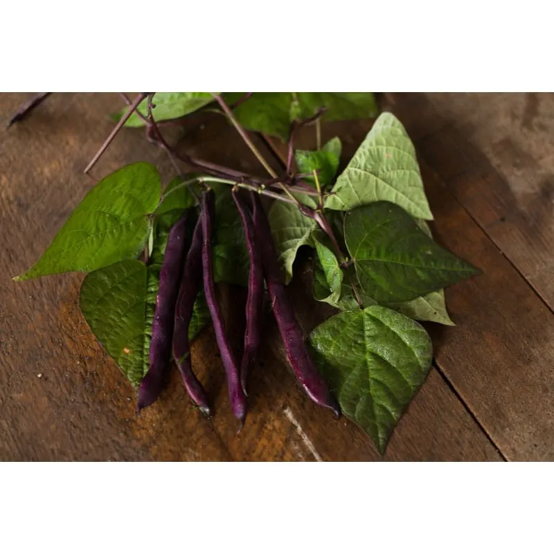 Purple Pod Pole Bean (Heirloom 70 Days)